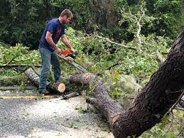 Best Fruit Tree Pruning  in Jacksonville, TX