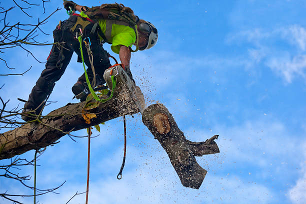 Best Weed Control  in Jacksonville, TX