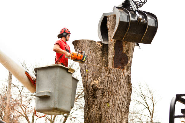 Best Tree Preservation Services  in Jacksonville, TX