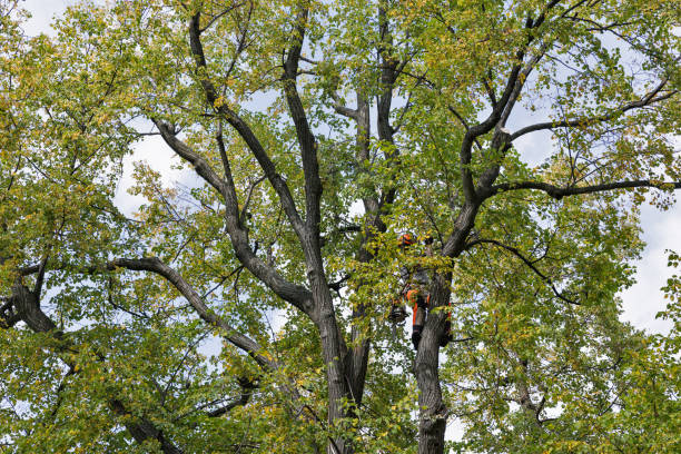 Reliable Jacksonville, TX Tree Services Solutions